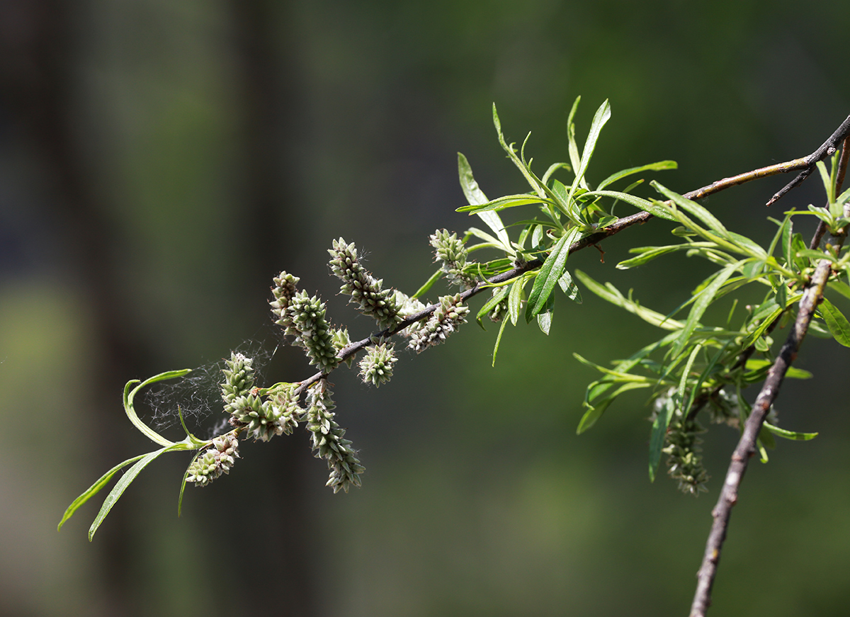 Image of Salix schwerinii specimen.