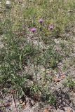 Смотреть изображение Centaurea adpressa