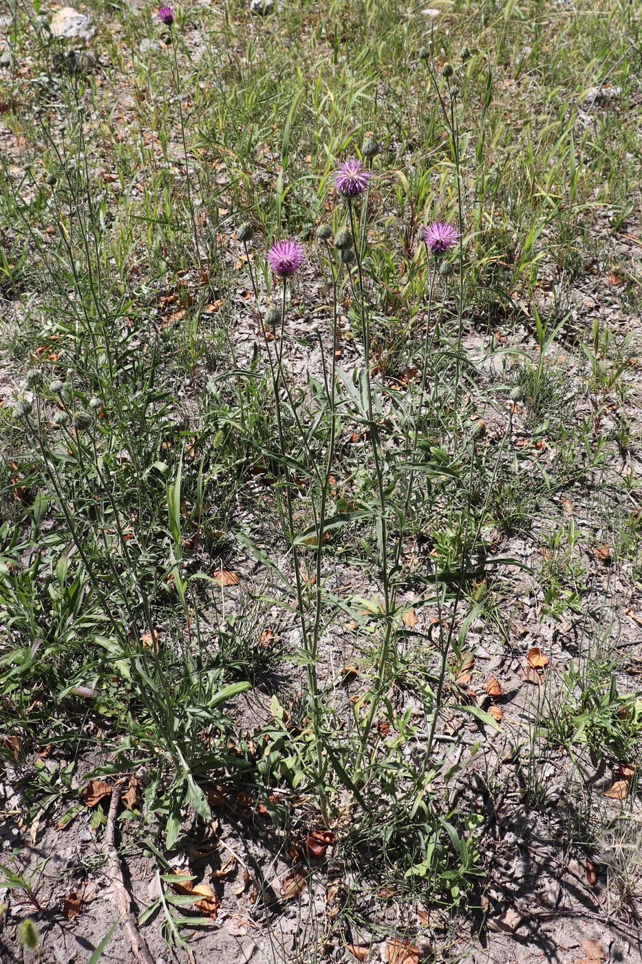 Изображение особи Centaurea adpressa.