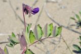 Lathyrus japonicus ssp. pubescens