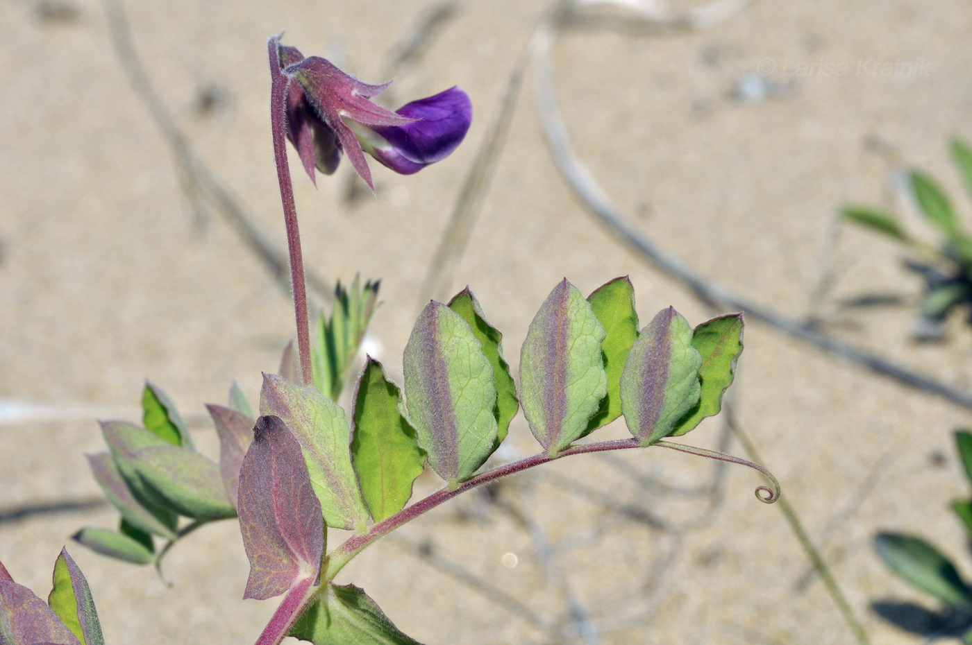 Image of Lathyrus japonicus ssp. pubescens specimen.