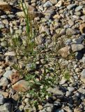 genus Epilobium