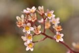 Saxifraga kolenatiana. Соцветие. Карачаево-Черкесия, Карачаевский р-н, Большой Кавказ, правый берег р. Кичкинекол (Узункольский), ≈ 2240 м н.у.м., частично задернованная каменная россыпь, среди камней. 21.07.2023.