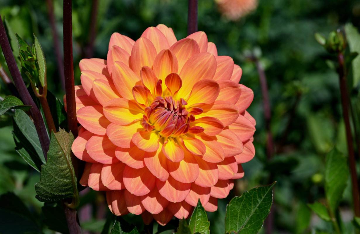 Image of Dahlia × cultorum specimen.