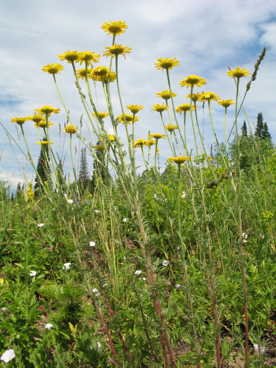 Изображение особи Anthemis tinctoria.