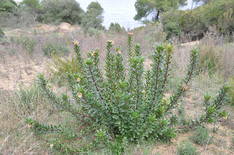 Изображение особи Arbutus unedo.