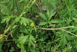 Potentilla intermedia