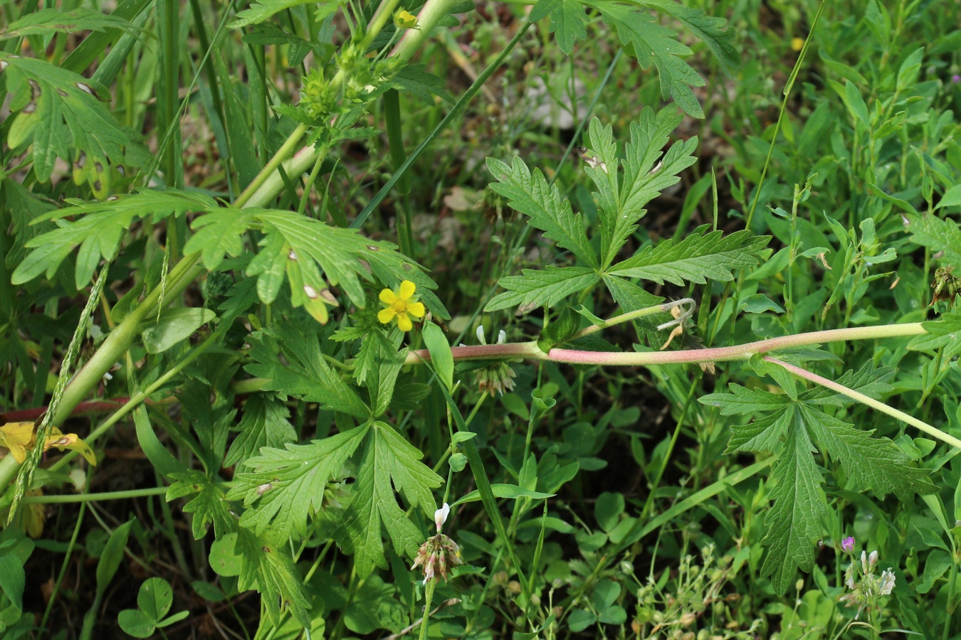 Image of Potentilla intermedia specimen.