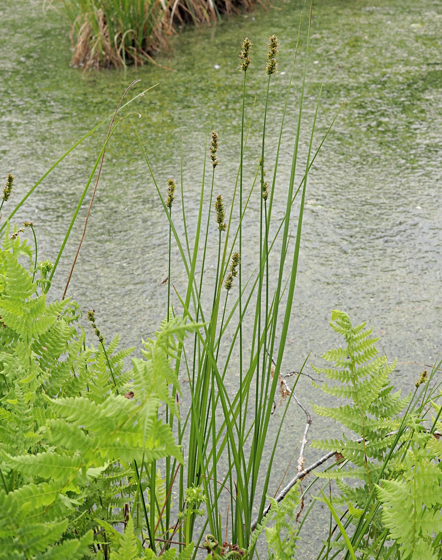 Изображение особи Carex diandra.