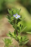 Veronica arvensis. Верхушка побега с цветком и плодами. Беларусь, Витебская обл., пос. Езерище, частная усадьба, в щели забетонированной площадки. 25.06.2023.