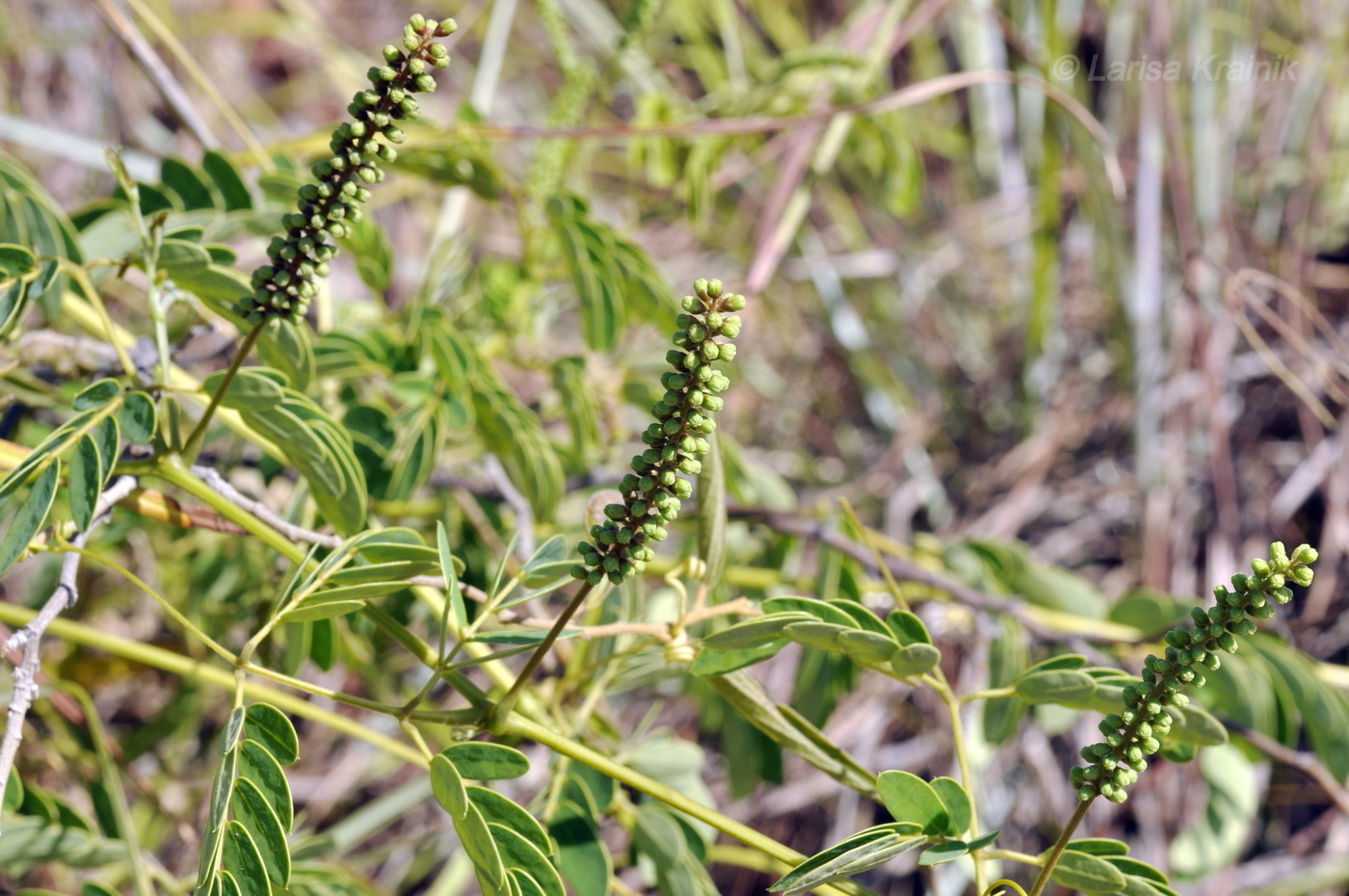 Image of familia Fabaceae specimen.