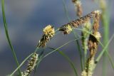 Carex acuta