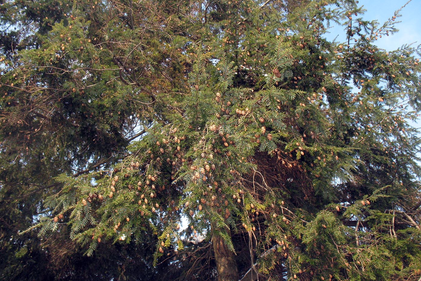 Image of Tsuga canadensis specimen.