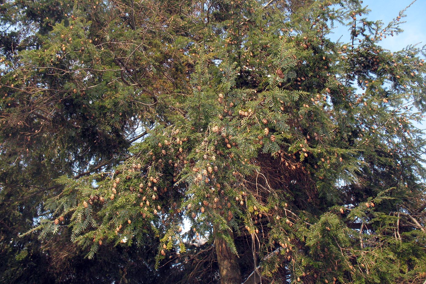 Изображение особи Tsuga canadensis.