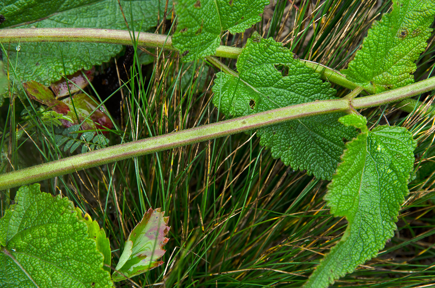 Изображение особи род Salvia.