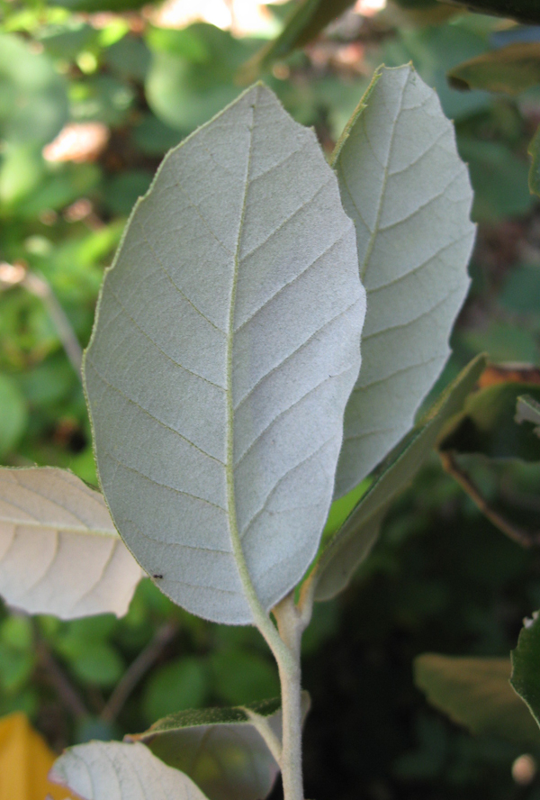 Image of Quercus ilex specimen.