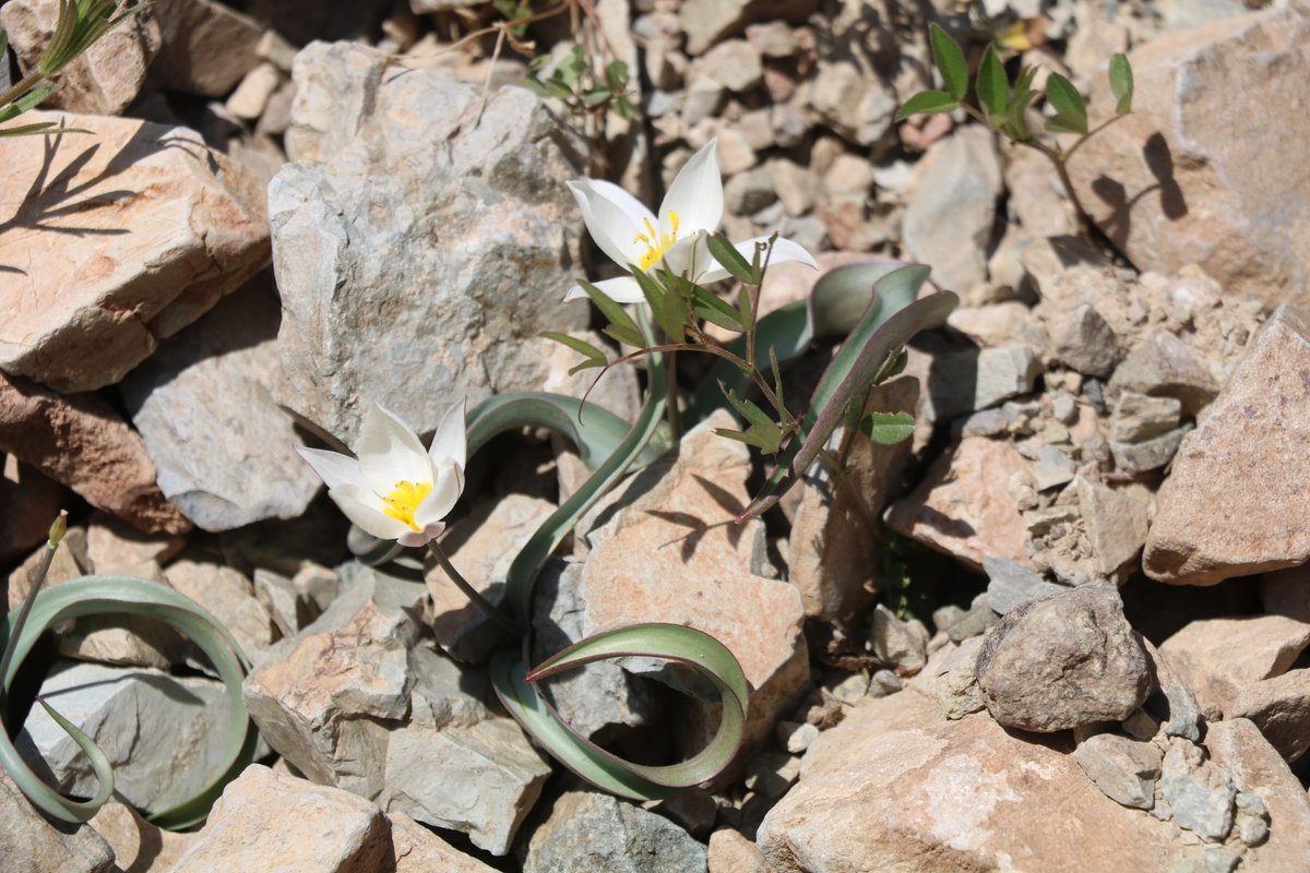 Image of Tulipa biflora specimen.