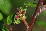 Ribes nigrum