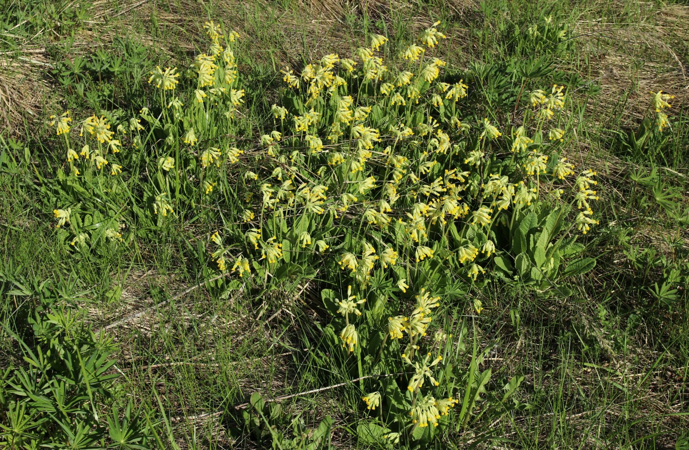 Изображение особи Primula veris.