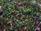 Peltigera aphthosa