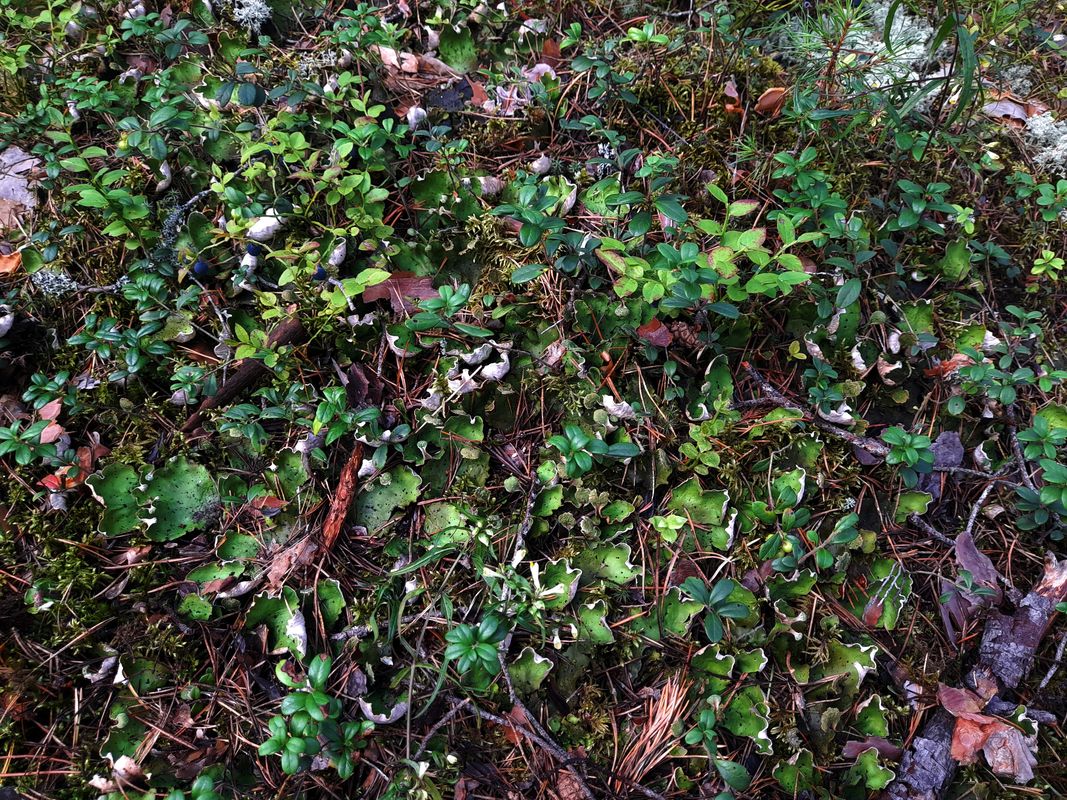 Изображение особи Peltigera aphthosa.