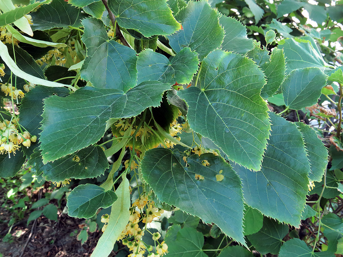 Изображение особи Tilia × europaea.
