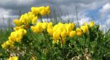 Lotus corniculatus. Побеги с соцветиями. Смоленская обл., Смоленский р-н, окр. пос. Каспля, обочина дороги. 07.06.2008.