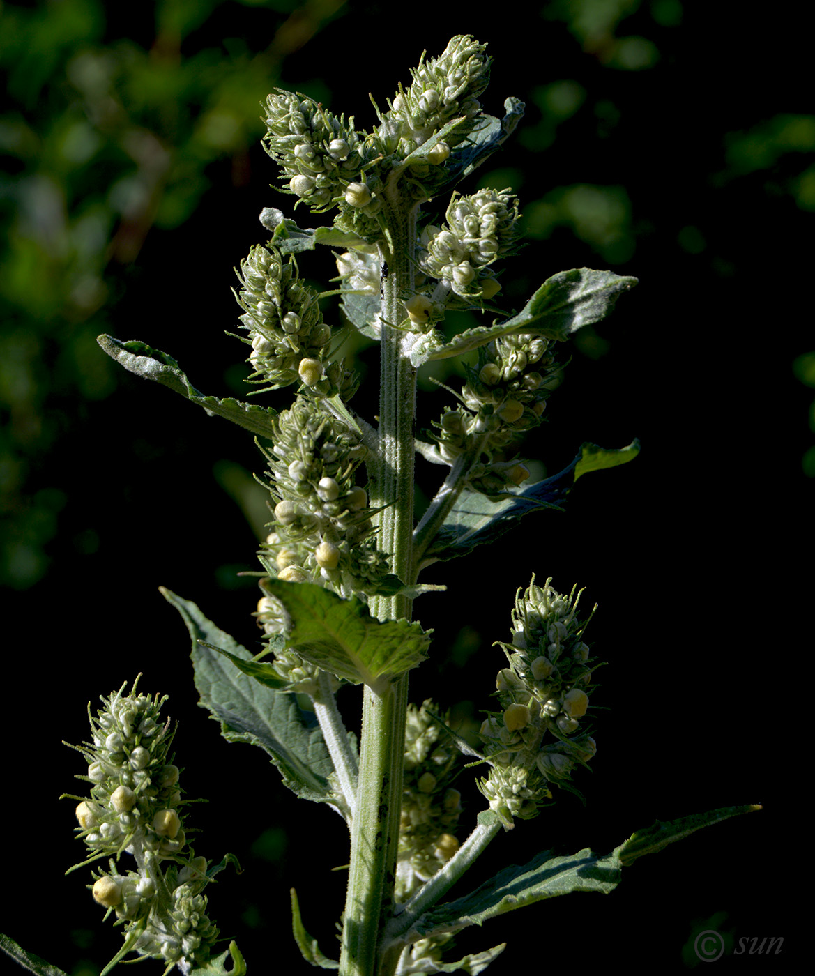 Image of Verbascum lychnitis specimen.