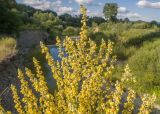 Verbascum lychnitis. Верхушка соцветия. Краснодарский край, Крымский р-н, окр. станицы Неберджаевская, долина р. Неберджай, на кромке обрыва высокого берега реки. 27.06.2024.