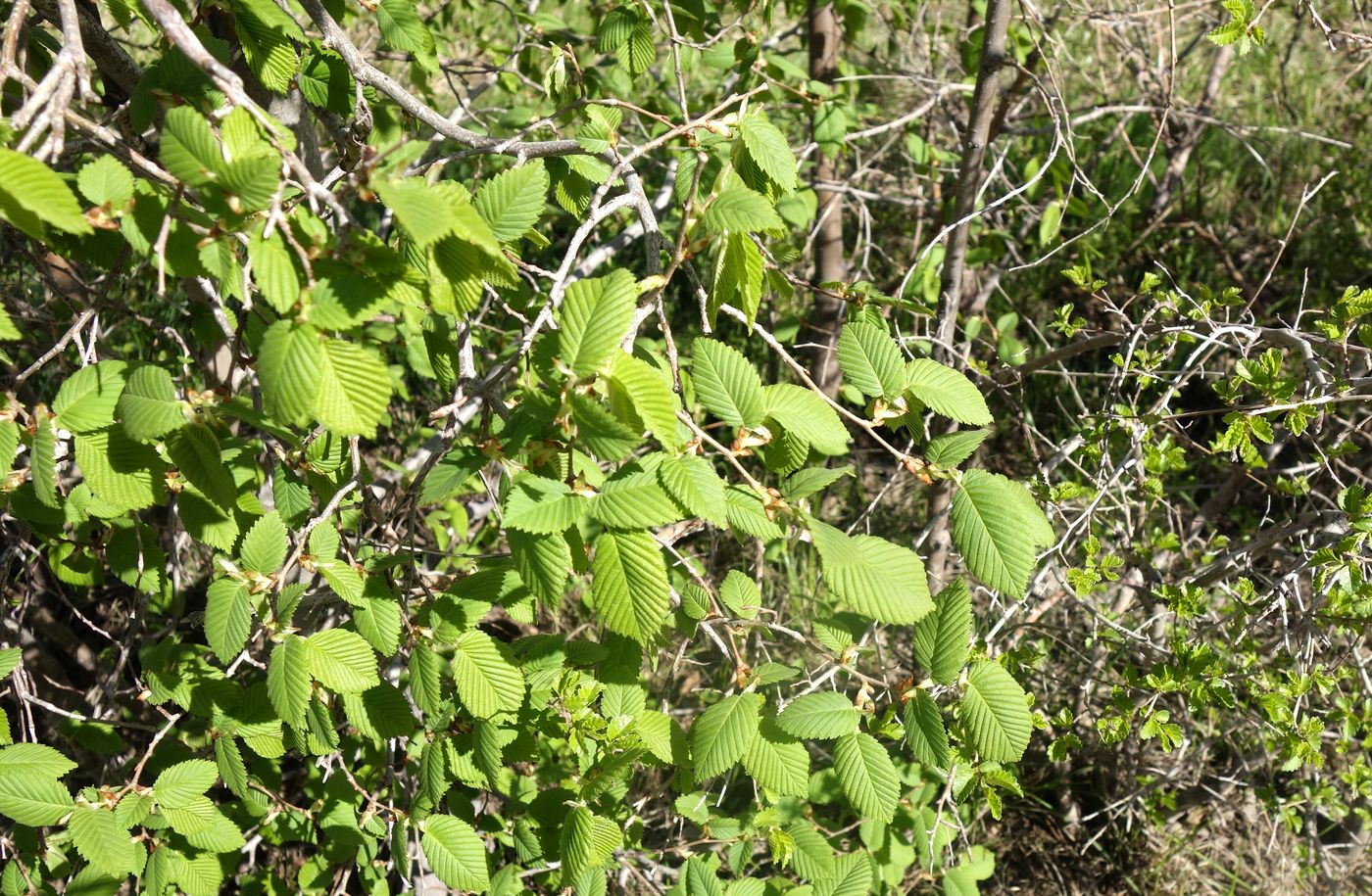 Image of Ulmus laevis specimen.