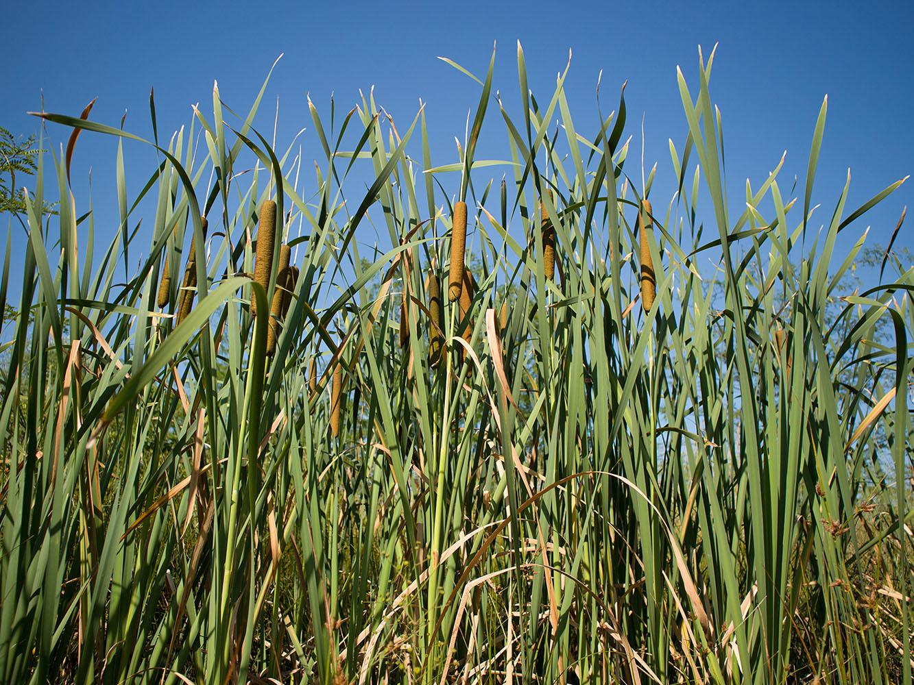 Image of Typha latifolia specimen.