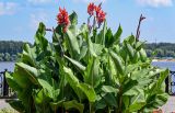 Canna indica