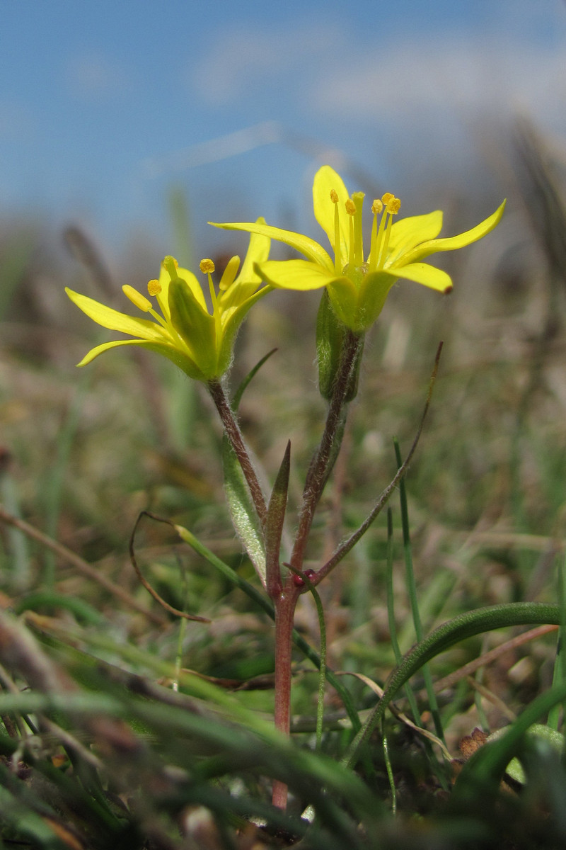 Image of Gagea granatellii specimen.