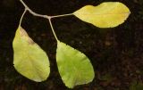 genus Malus. Верхушка веточки с листьями в осенней окраске. Узбекистан, г. Ташкент, Ботанический сад им. Ф.Н. Русанова, в культуре. 18.11.2024.