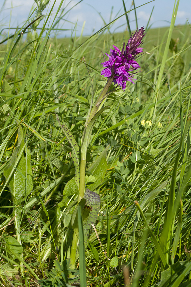 Изображение особи Dactylorhiza urvilleana.