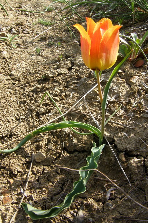 Image of Tulipa suaveolens specimen.