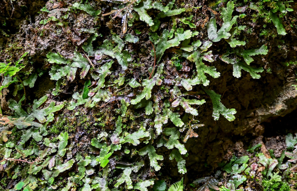 Image of genus Conocephalum specimen.