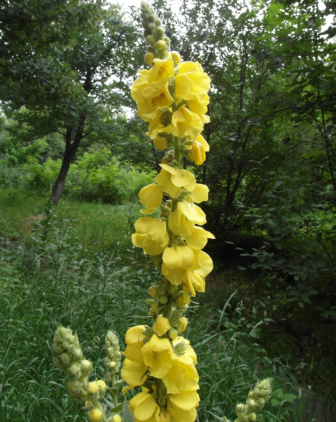 Image of genus Verbascum specimen.
