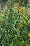 Senecio paludosus