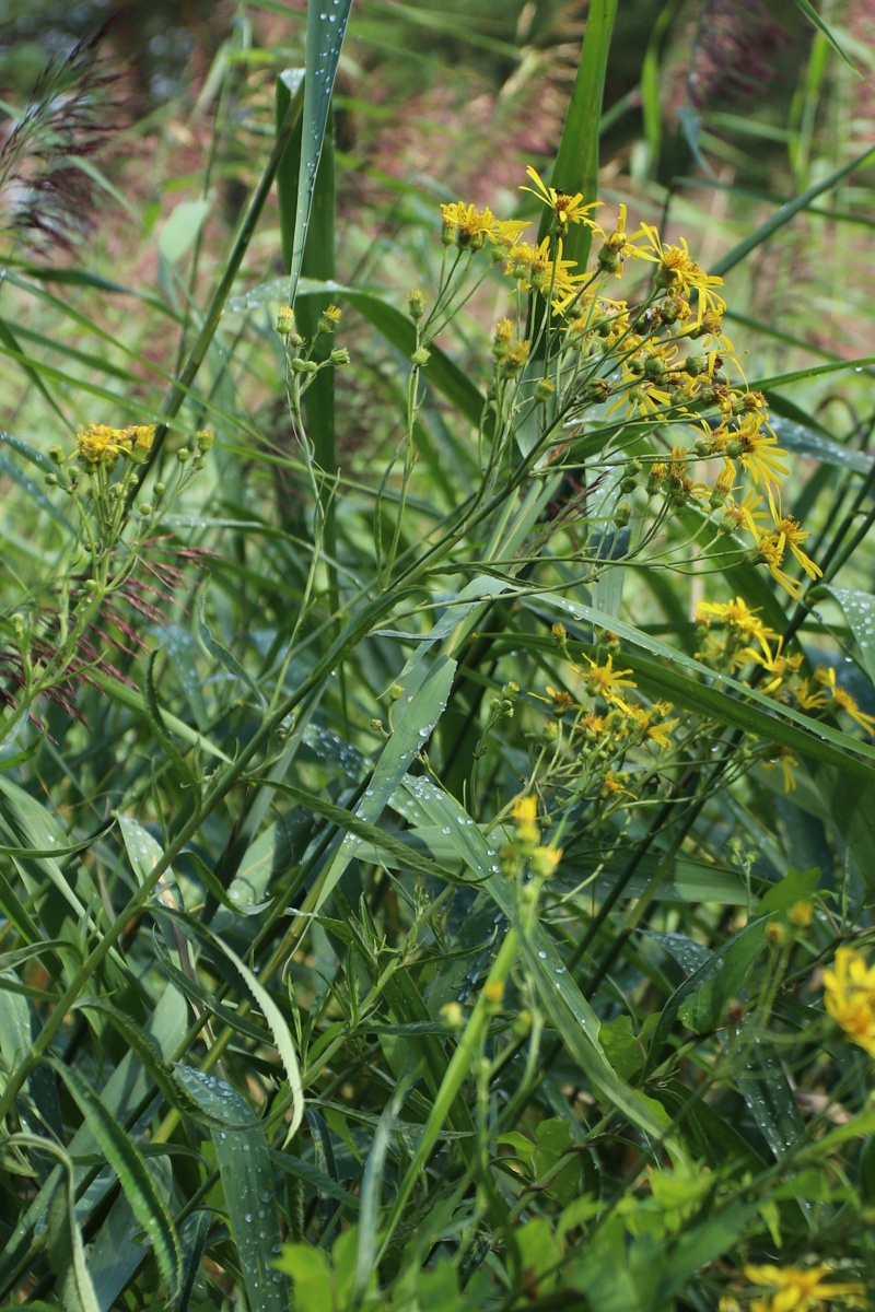 Изображение особи Senecio paludosus.