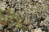 Lactuca serriola