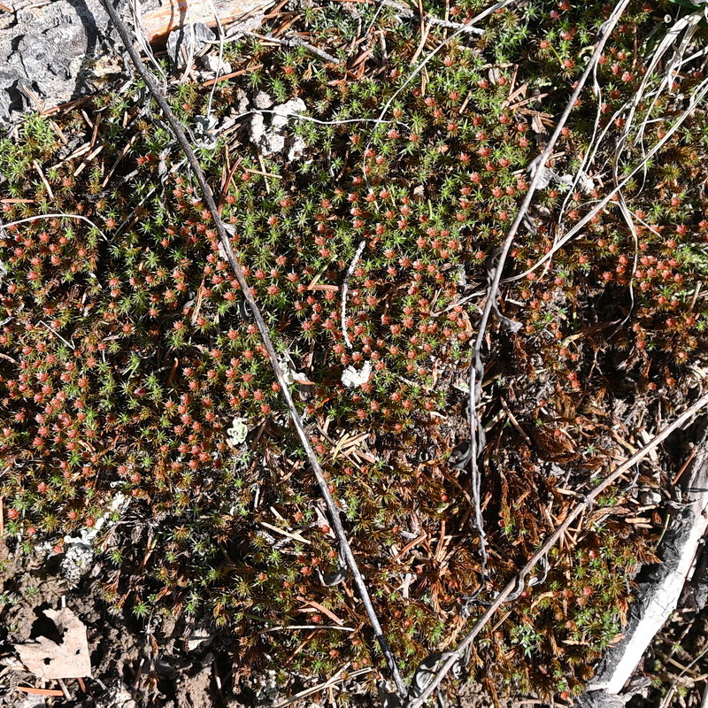 Изображение особи Polytrichum piliferum.
