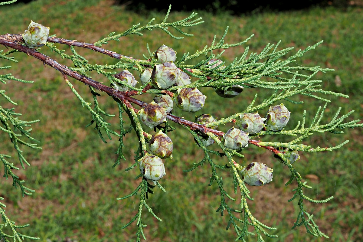 Image of Cupressus lusitanica specimen.