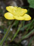 Ranunculus paucidentatus