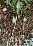 Tulipa dubia