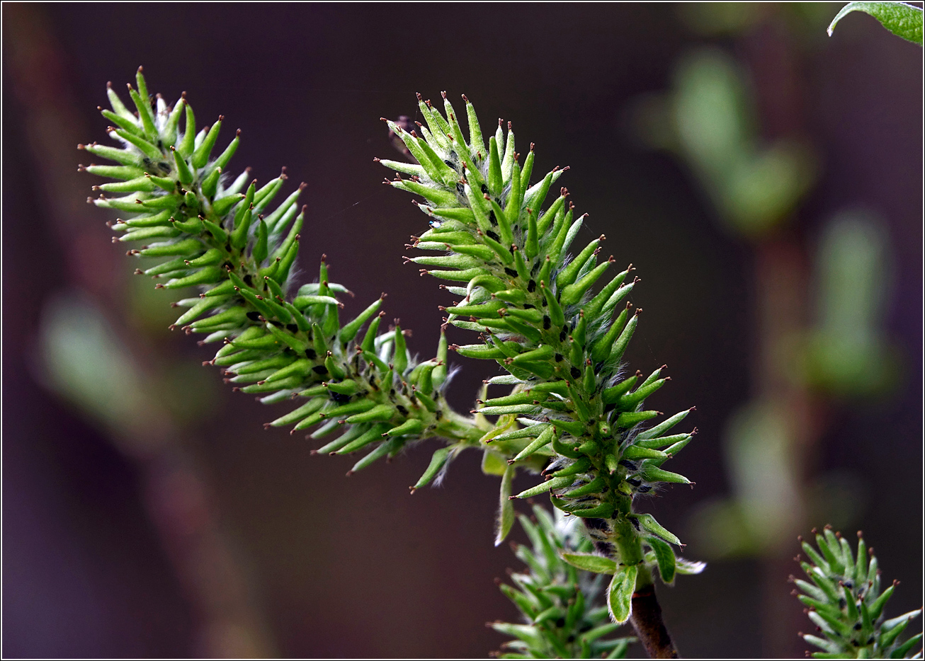 Image of genus Salix specimen.
