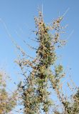 Artemisia monosperma. Верхушка отплодоносившего растения. Израиль, г. Ашдод, дюнные пески. 01.03.2011.