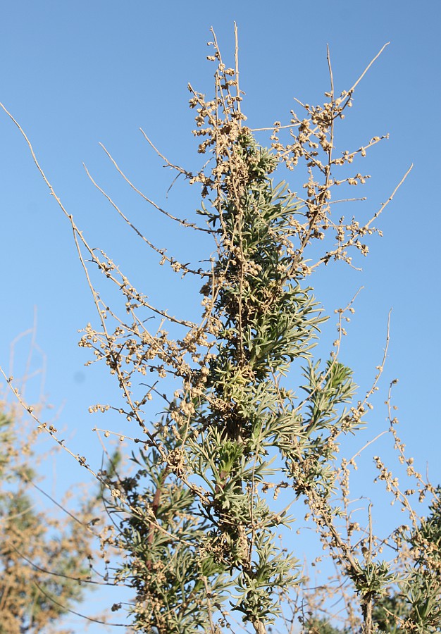 Image of Artemisia monosperma specimen.