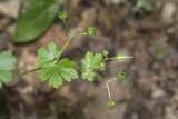 Geranium lucidum