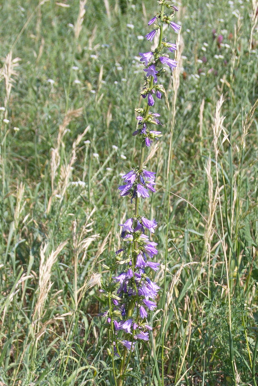 Image of Campanula bononiensis specimen.